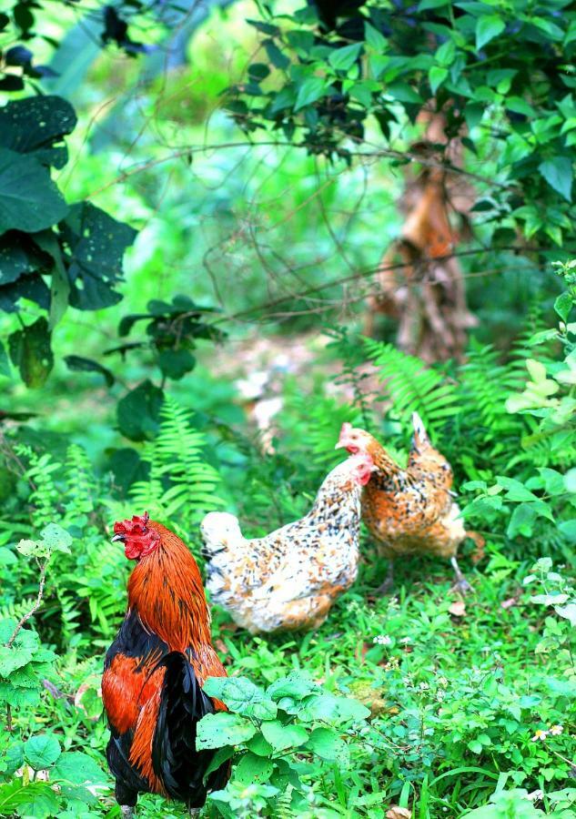Du Gia NaLien View Homestay Làng Cac Buitenkant foto